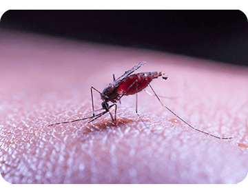 Efficace contre les souches de moustiques résistantes aux insecticides